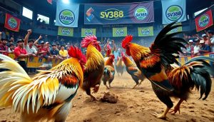 Judi Sabung Ayam SV388